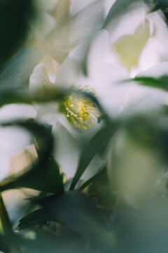 Delicate close up of Lenten Rose (Helleborus) plant in bloom