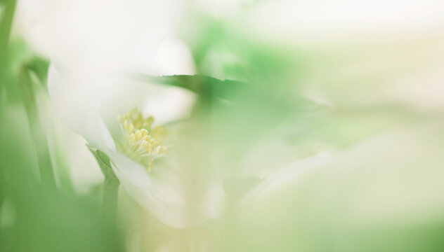 Helleborus flower blossoming behind its foliage