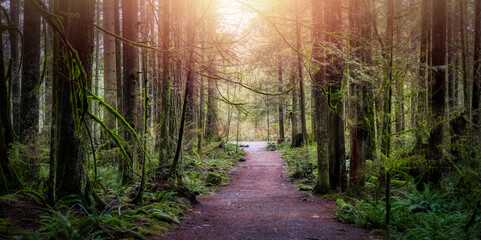 Naklejka premium Beautiful Path in the Rainforest during a wet and rainy day. Lynn Canyon Park, North Vancouver, British Columbia, Canada. Nature Forest Background