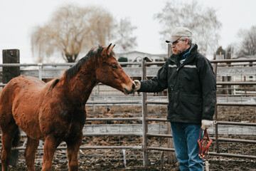 man reaching out to young colt during training