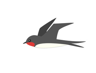 つばめ2　ツバメ　燕