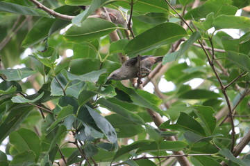 A small sparrow on a tree branch.
