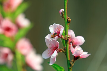 Farmers use bees to pollinate peach trees in greenhouses, North China