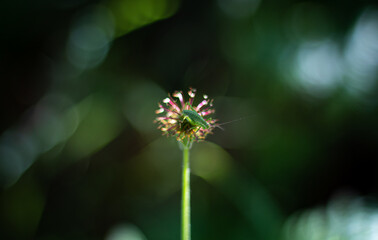 Macro saltamontes 