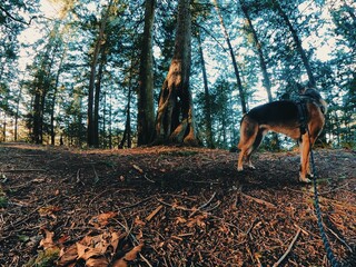 Nature's Playground - Forest - German Shepherd 