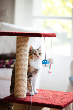 Cat sitting on scratching post and staring balls