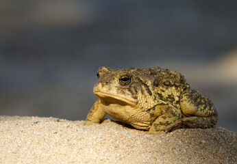 Woodhouse's Toad - detailed close up portrait in a natural setting; suitable for identification purposes ... scientific name Anaxyrus woodhousii