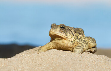 Woodhouse's Toad - detailed close up portrait in a natural setting; suitable for identification purposes ... scientific name Anaxyrus woodhousii