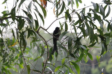 A bird on a tree branch.