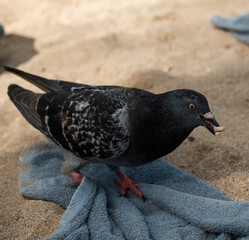 pigeon on the ground