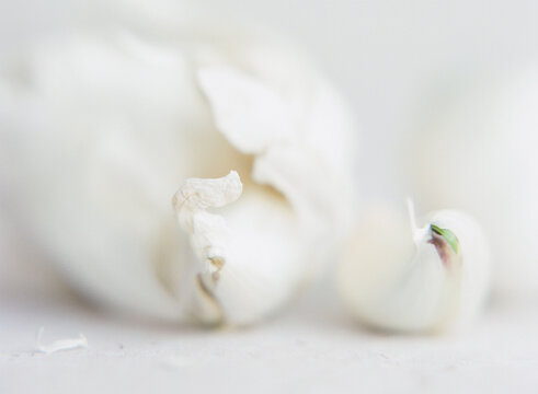 Close up of organic white garlic with small bud