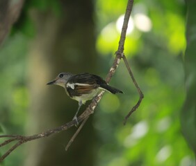 Beautiful Magpie Robin on a branch.