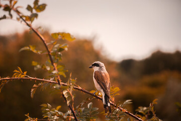 A bird sitting on a branch at the sunset. 