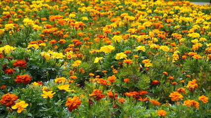 field of flowers