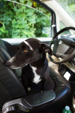 Dog sitting in front f wheel at driver place on car