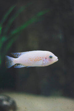 Fish in an aquarium
