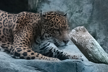 Leopard lying in the rocks with black spots and white muzzle