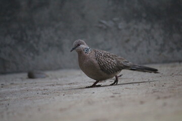 A brown dove on the ground.