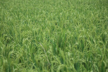 green wheat field