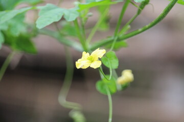 Yellow flowers are blooming on the green tree.
