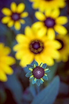 Daisy entourage