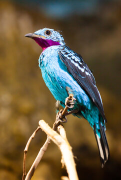 Spangled cotinga sitting on tree branch (Cotinga cayana). South America