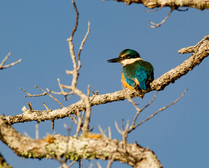Sacred kingfisher Todiramphus sanctus on a tree branch