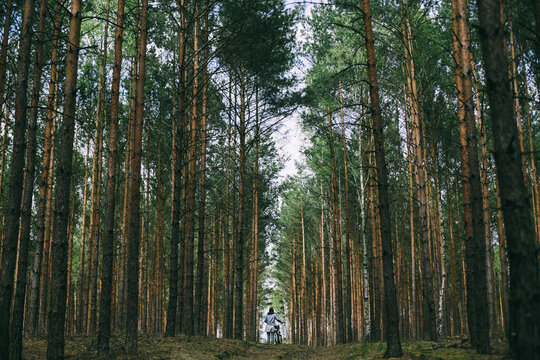 Getting lost in a Polish forest