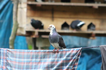 A beautiful pigeon on the rope.