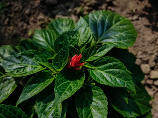 Salvia is the largest genus of plants in the mint family, Lamiaceae, with nearly 1000 species of shrubs, herbaceous perennials, and annuals.