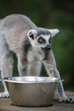 Ring-tailed Lemur (L. catta)