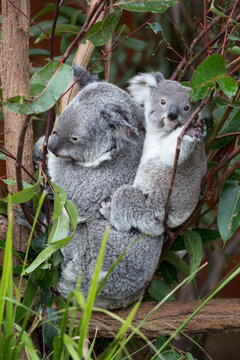 Mother koala with baby koala on her back