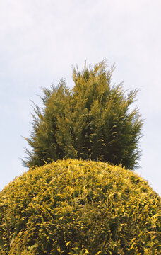 Conifer monster