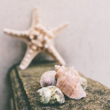 Seashells and starfish