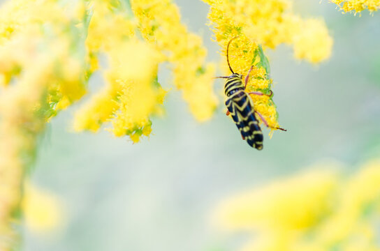 yellow and black beetle feeding off goldenrod pollen