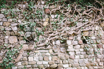 Wall with big roots all over