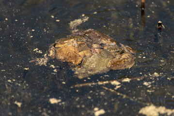 Large frogs in the water of a lake
