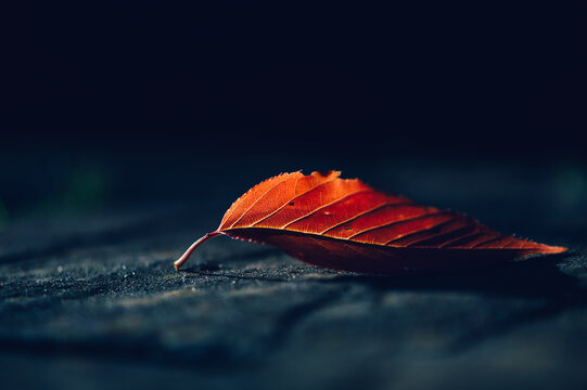 Close up of single autumn leaf