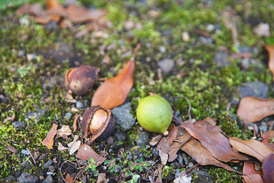 close up of macadamia nuts fallen of a tree, on the ground in natural environment