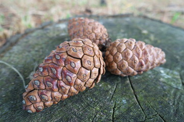 幾何学的な松ぼっくり