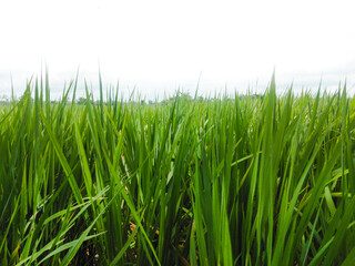 Fototapeta na wymiar green grass or paddy field isolated on white