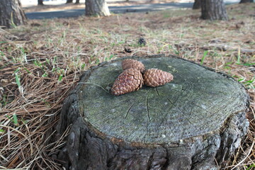 切り株と松ぼっくり