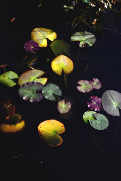 Water lily leaves changing color in a dark pond