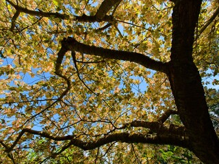 Springtime garden walkway with apple tree blooms over the head