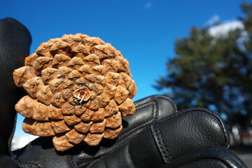 手に持った松ぼっくりの裏面