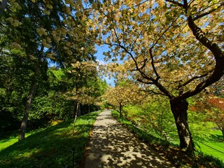 Fototapeta premium Springtime garden walkway with apple tree blooms over the head