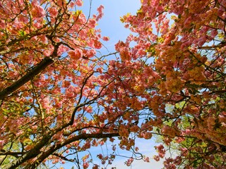 Springtime garden walkway with apple tree blooms over the head