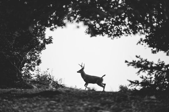 Framed Stag