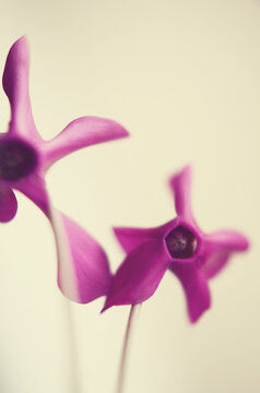 Two cyclamen