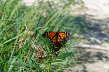 Fototapeta na wymiar Butterfly on the Sandy Beach